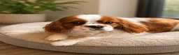 Cavalier King Charles Spaniel dogs for sale: We have two deep red Cavaliers available - Advert 8