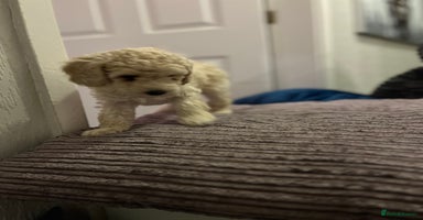 Mixed Breed dogs - Advert 12