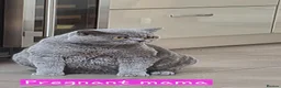 British Shorthair cats for sale: Full Breed British Blue Shorthair Kittens - Advert 7