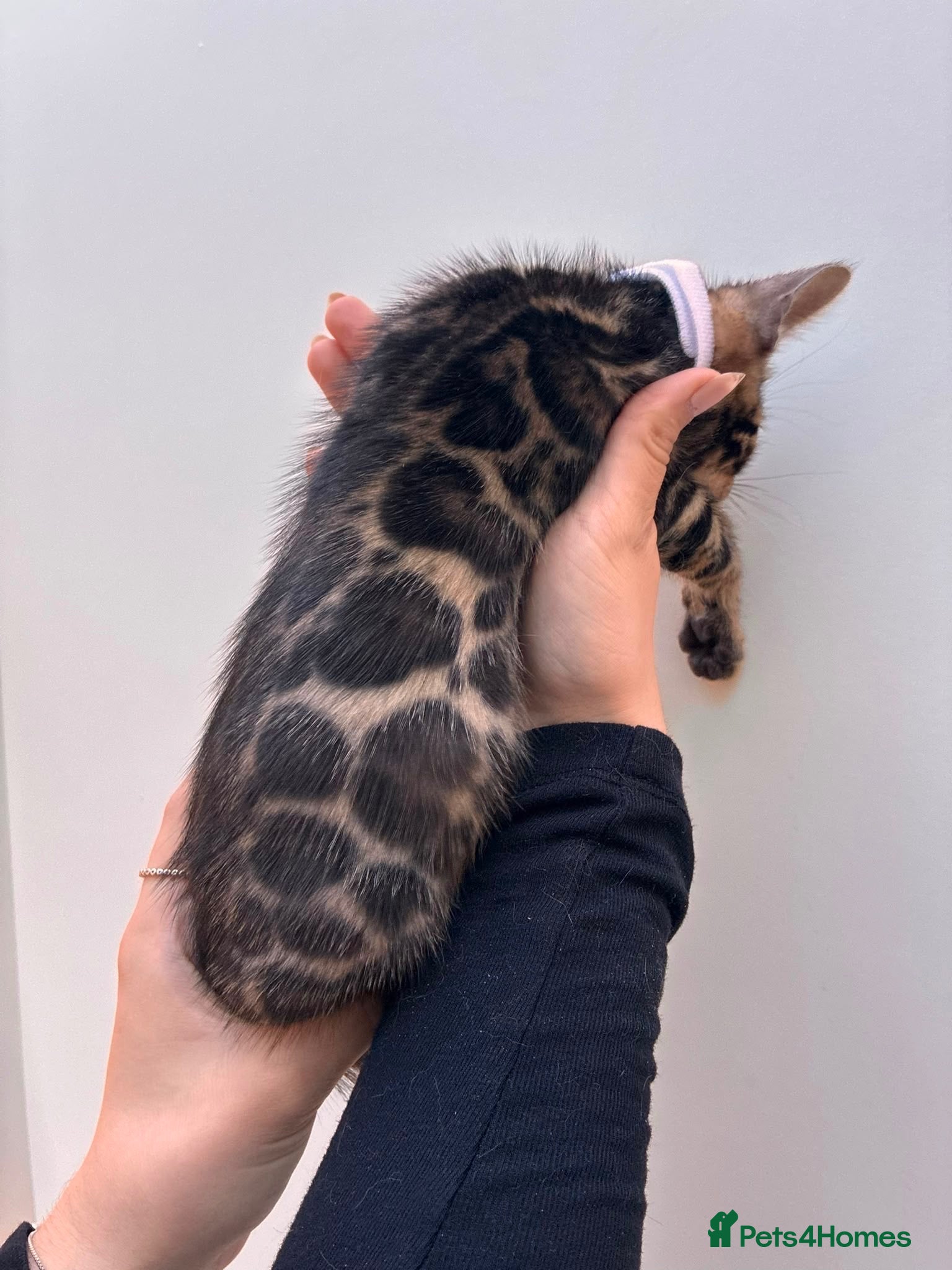 Bengal cats Pure Bengal Kittens ❤️ready for their new home 🏡  - Advert 1