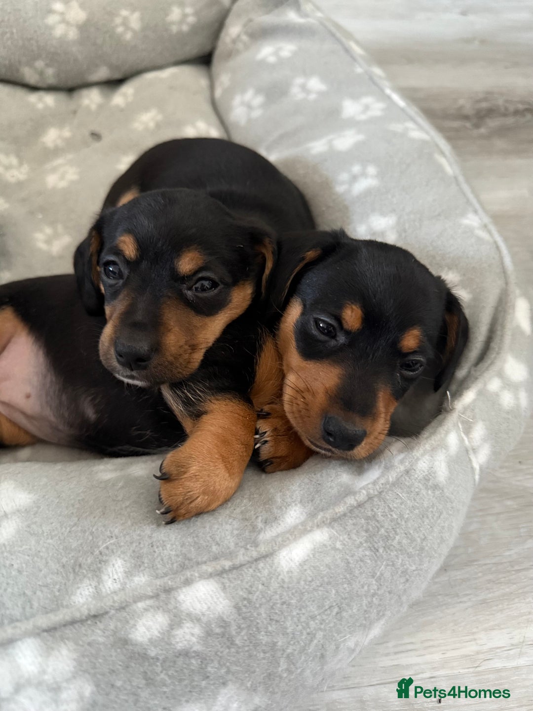 Mixed Breed dogs for sale: Mini dash x min jack russell - Image 5