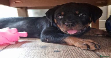 Rottweiler dogs - Advert 15