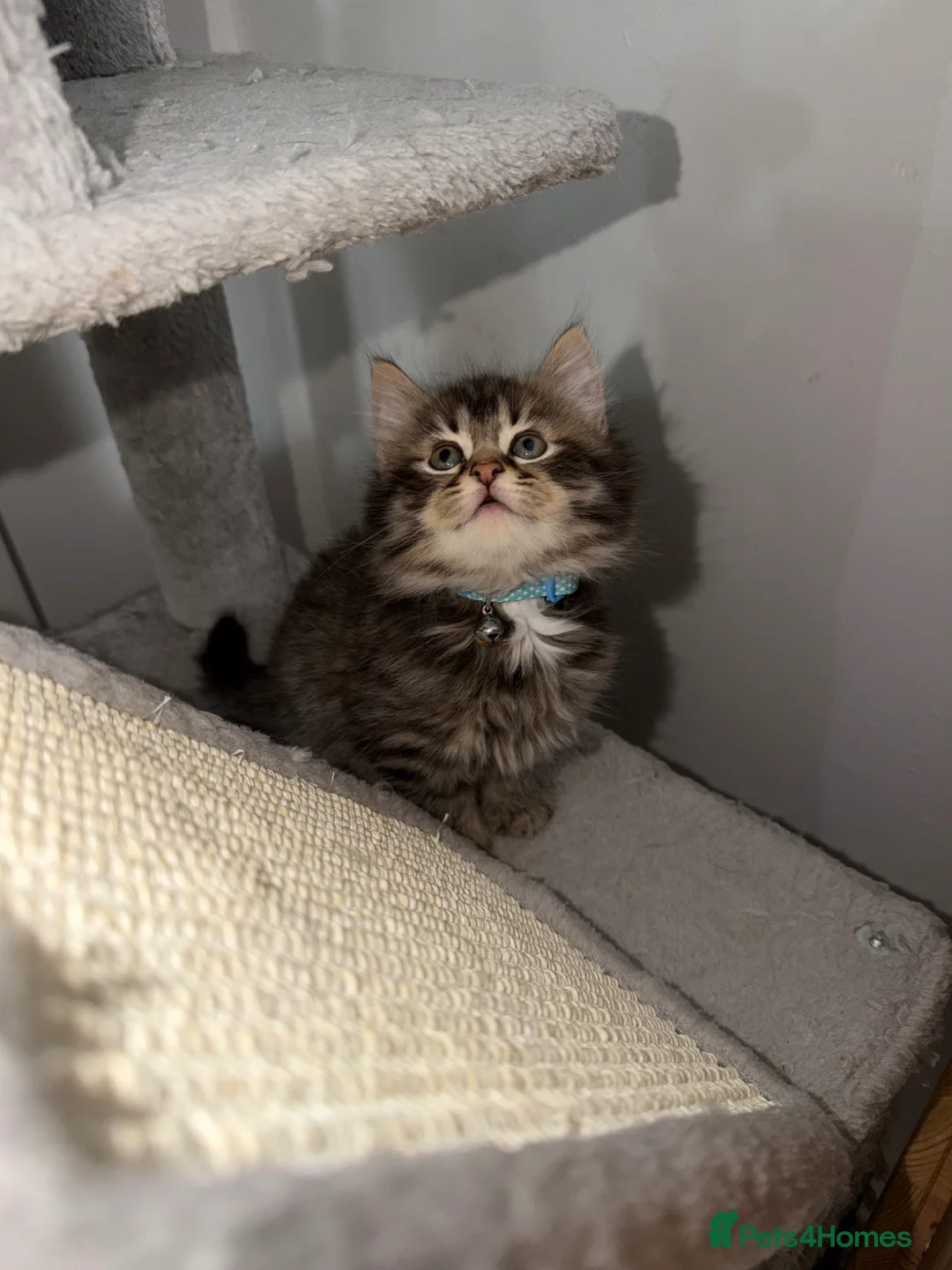 Mixed Breed cats for sale: 🌻Domestic Long-Haired Ready2Go🌻  - Advert 32
