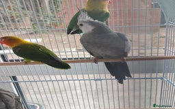 Cockatiels birds for sale: Selling 2 amazing cockatiels  - Image 3