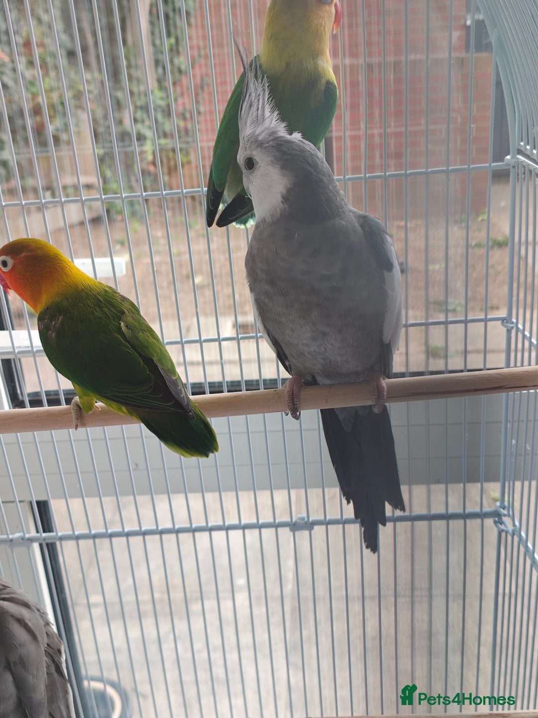 Cockatiels birds for sale: Selling 2 amazing cockatiels  - Image 3
