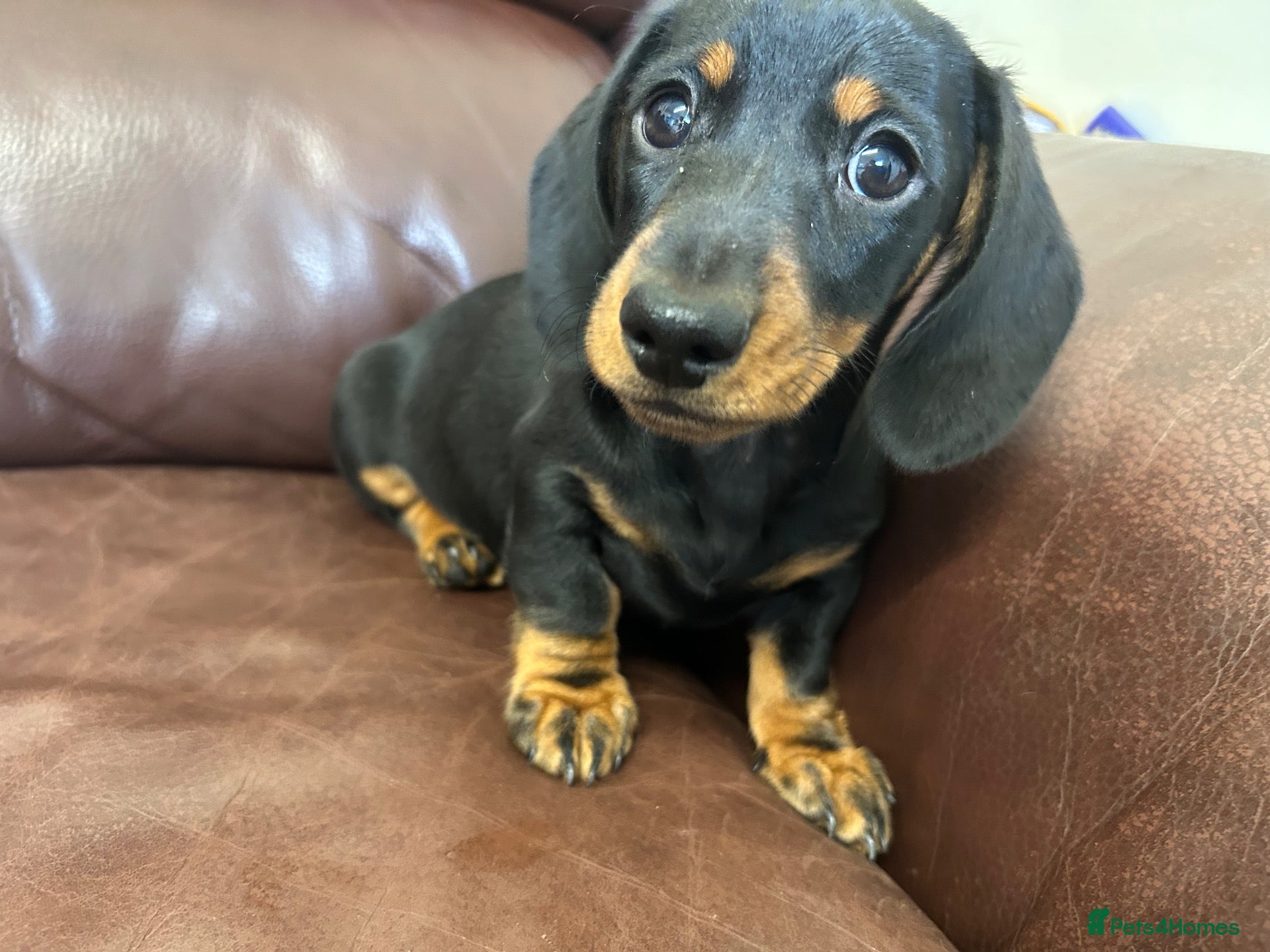 Miniature Dachshund dogs Beautiful kc reg short haired dachshunds  - Advert 1