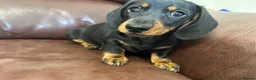 Miniature Dachshund dogs for sale: Beautiful kc reg short haired dachshunds  - Advert 2