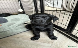 Labrador Retriever dogs for sale: KC Registered Lab pups ready for reserving - Image 17