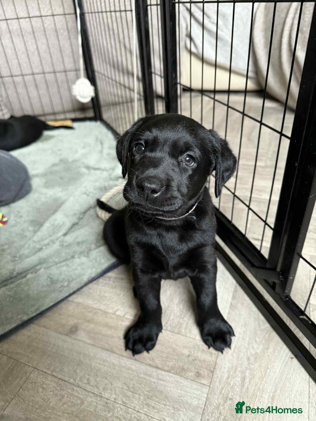 Labrador Retriever dogs for sale: KC Registered Lab pups ready for reserving - Image 17