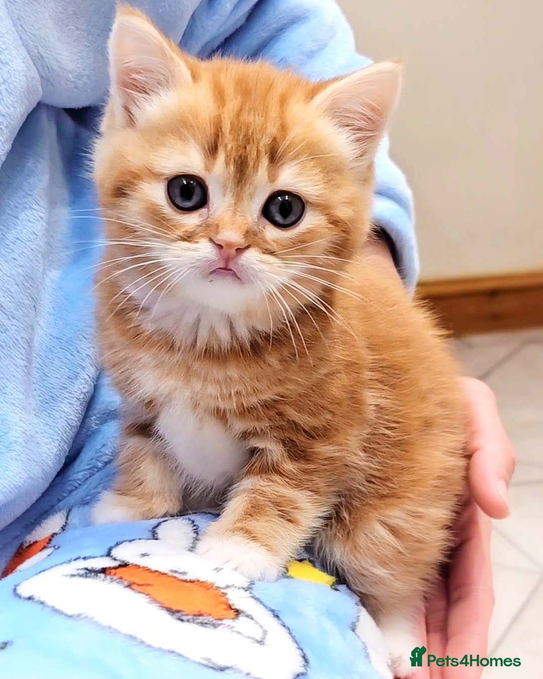 British Shorthair cats for sale: Lovely BSH/BLH Kittens Ready For New Home - Advert 24