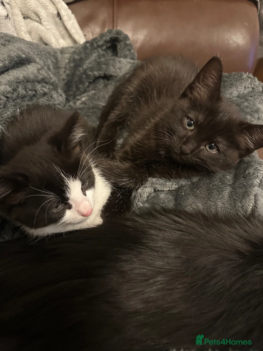 Mixed Breed cats for sale: Adorable kittens needing loving forever homes 🐾 - Advert 10
