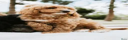 Cavapoo dogs for sale: F1 Miniature Cavapoo Puppies For Sale  in Sittingbourne - Advert 15