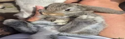 French Lop rabbits for sale: 10 beautiful show quality french lop kits  - Advert 12