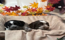 Sprocker dogs for sale: Beautiful Sprocker puppies  - Image 8