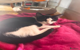 British Shorthair cats for sale: Playful kittens for adoption  - Image 4