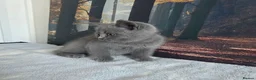 British Shorthair cats for sale: British Shorthair Kittens  - Advert 9