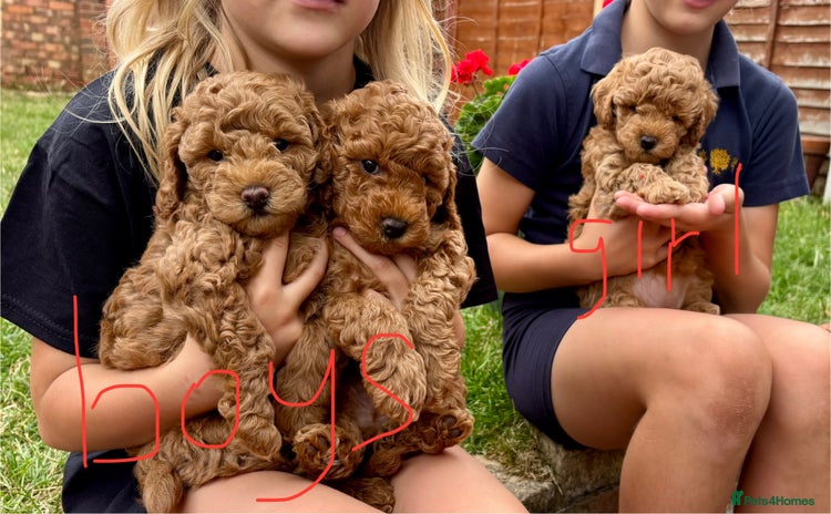 Mixed Breed dogs - Advert 11