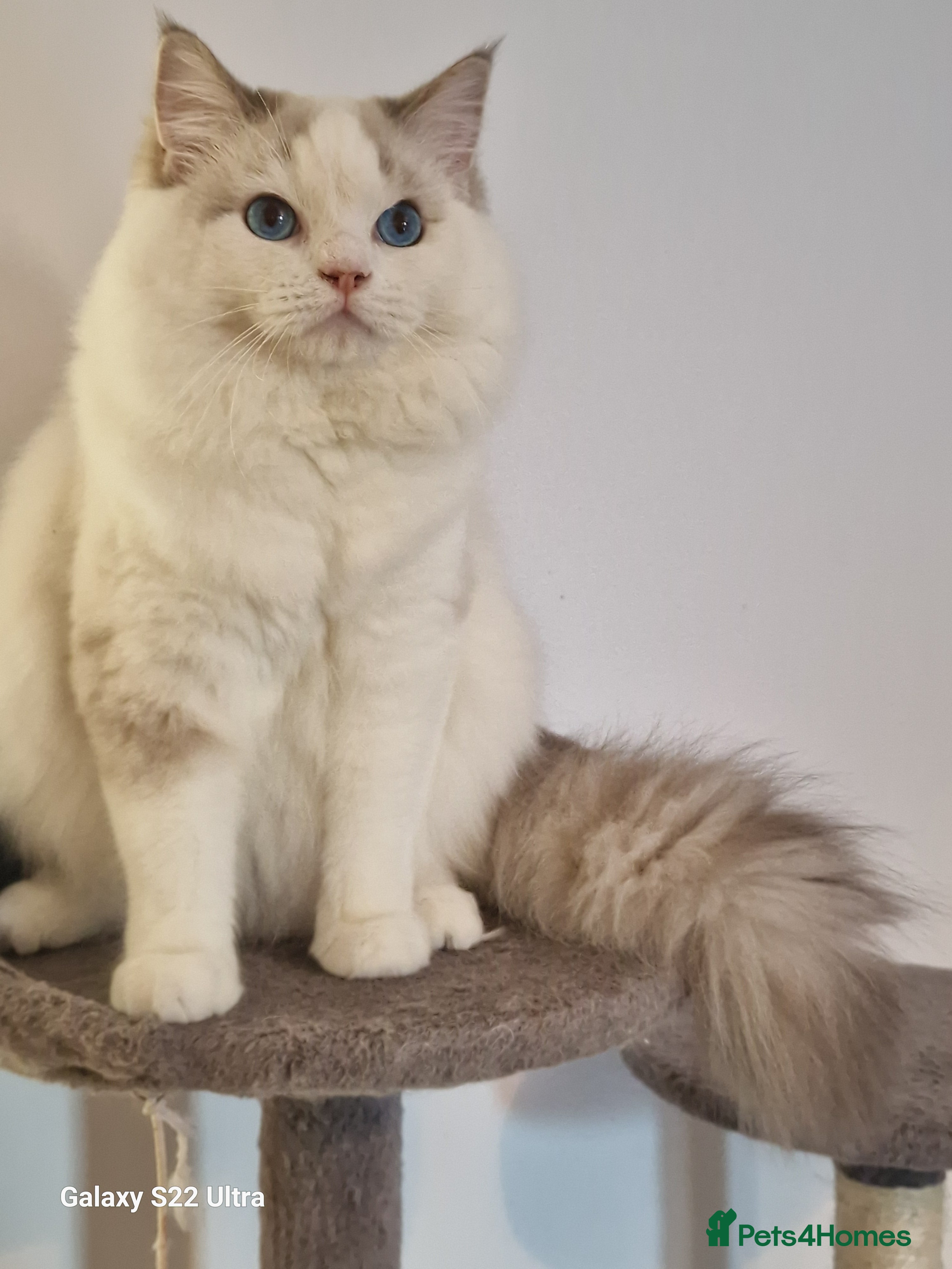 Ragdoll cats ✨ Stunning Ragdoll Kitten Available ✨ - Advert 2