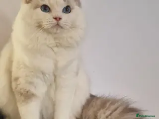 Ragdoll cats ✨ Stunning Ragdoll Kitten Available ✨ - Advert 15