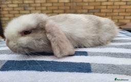 Mini Lop rabbits for sale: Lilac mini lop buck - Image 3