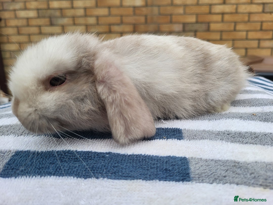 Mini Lop rabbits for sale: Lilac mini lop buck - Image 3