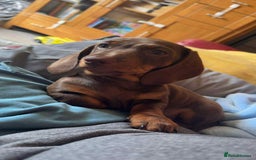 Dachshund dogs for sale: Cute puppy  - Image 1