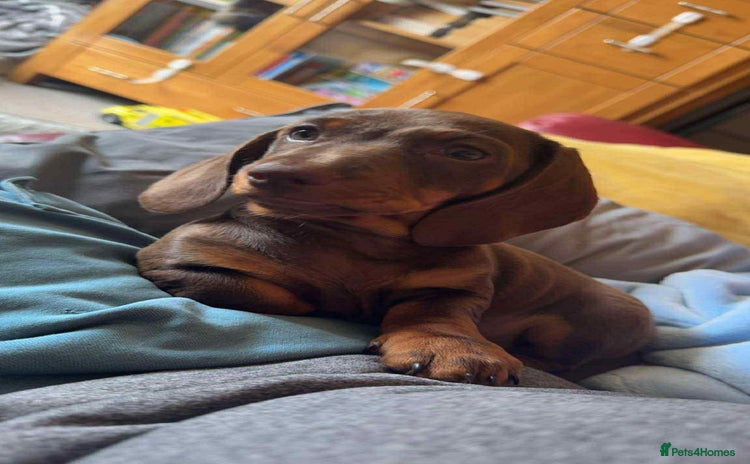 Dachshund dogs - Advert 15