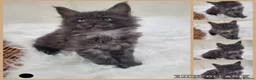 Maine Coon cats for sale: 🤍🐈‍⬛GORGEOUS 8 WEEK OLD MAINE COON KITTENS🐈‍⬛🤍 - Advert 21