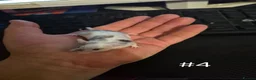 Mouse rodents for sale: 4 Cute Female Baby Fancy Mice - Advert 4