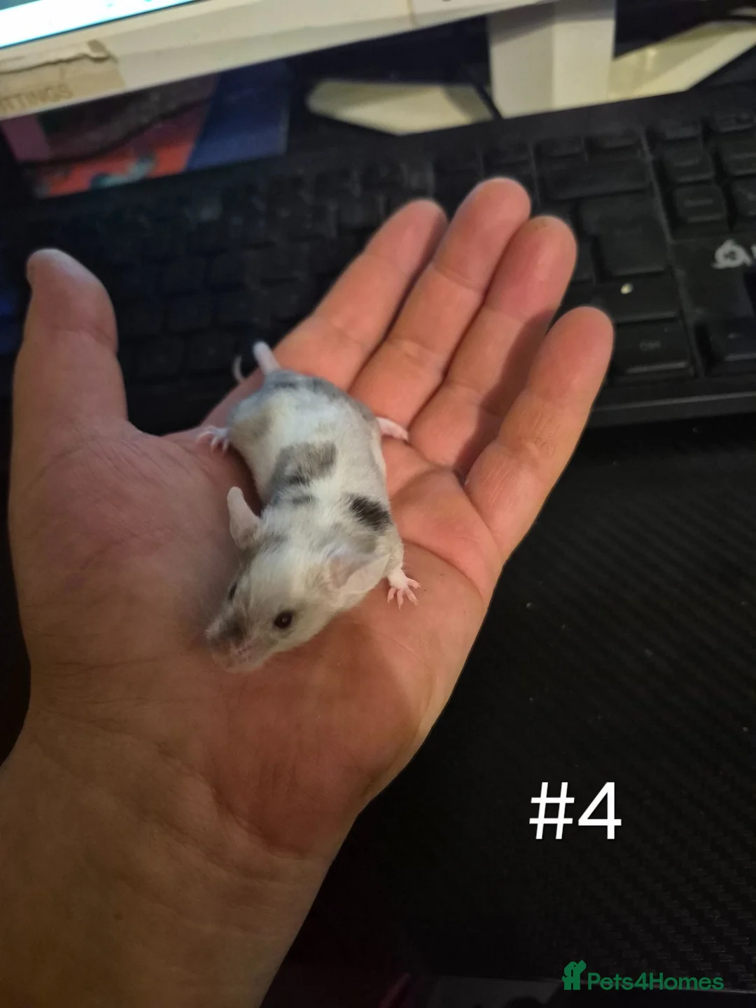 Mouse rodents for sale: 4 Cute Female Baby Fancy Mice - Advert 4
