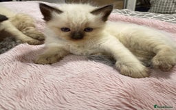 Ragdoll cats for sale: Purebred Ragdoll Kittens (TICA REG PARENTS) - Image 9
