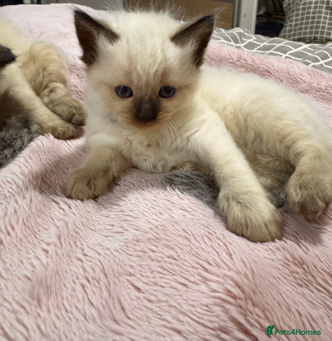 Ragdoll cats for sale: Purebred Ragdoll Kittens (TICA REG PARENTS) - Image 9
