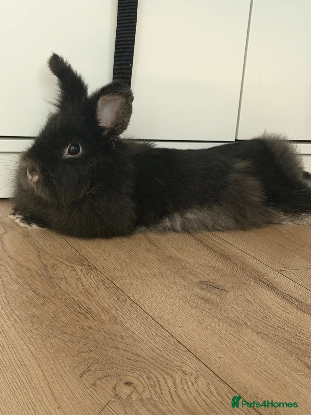 Lionhead rabbits for sale:  Rabbit ready for sale comes with cage, food etc in Birmingham - Advert 1