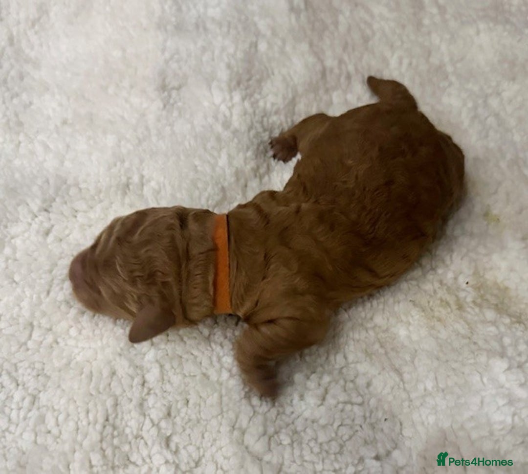 Australian Labradoodle dogs for sale: Annie's Australian Labradoodle Puppies are here! - Advert 14