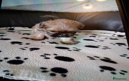 Shih Tzu dogs for sale: Imperial shishi shih tzu - Image 21