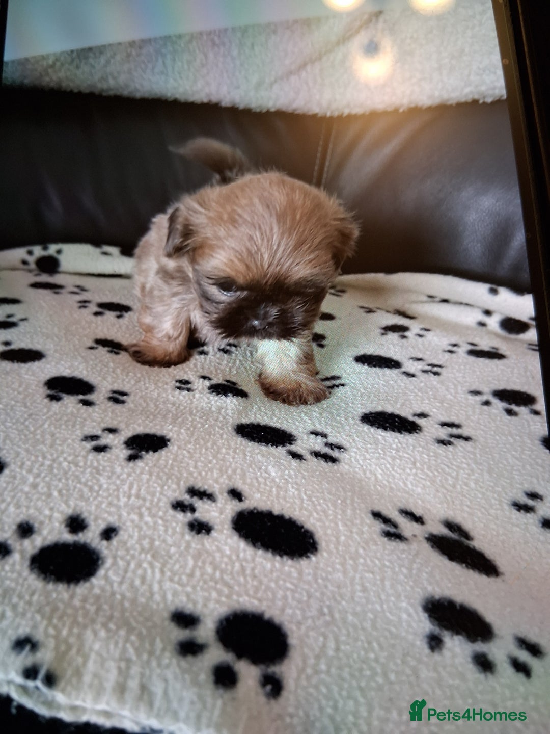 Shih Tzu dogs for sale: Imperial shishi shih tzu - Image 21