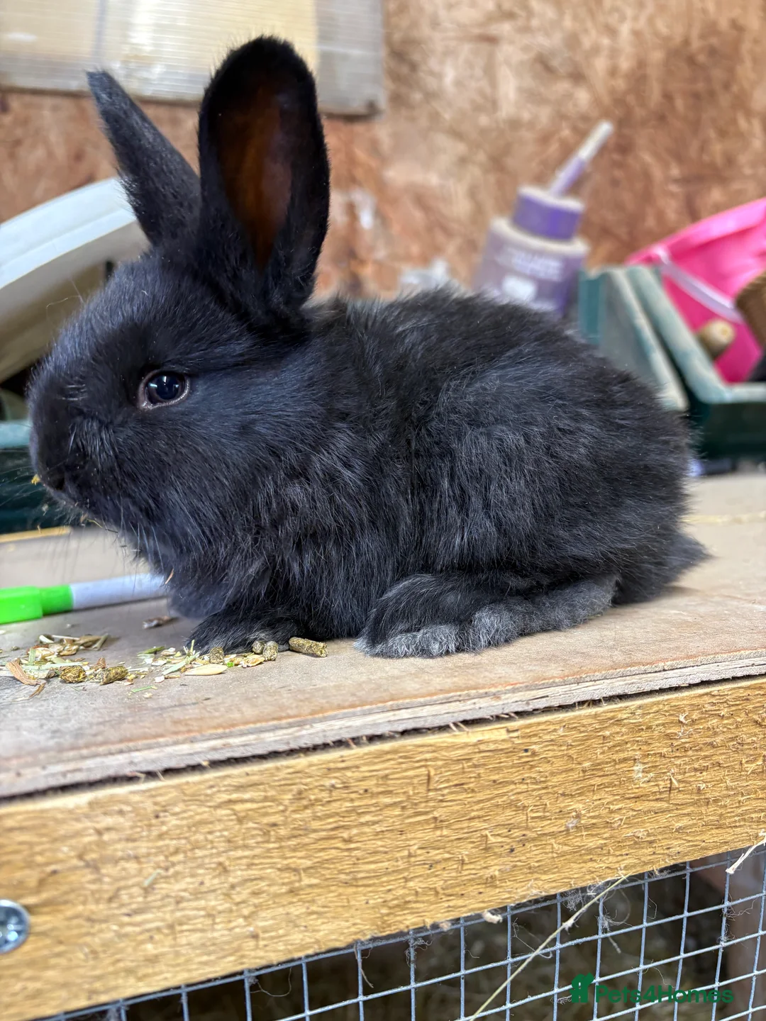 Continental Giant rabbits for sale: ONLY 2 LEFT Continental giant rabbits  - Advert 1