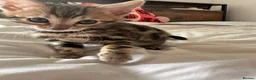 Bengal cats for sale: Baby pure bengal male  - Advert 4