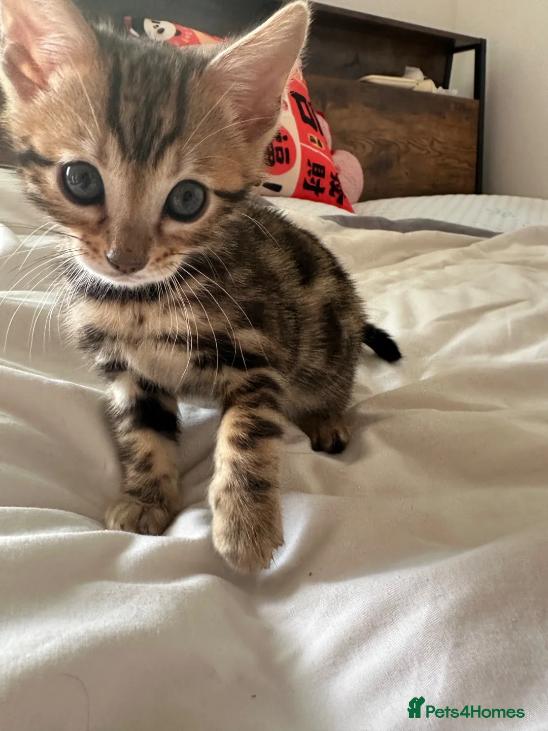Bengal cats for sale: Baby pure bengal male  - Advert 1