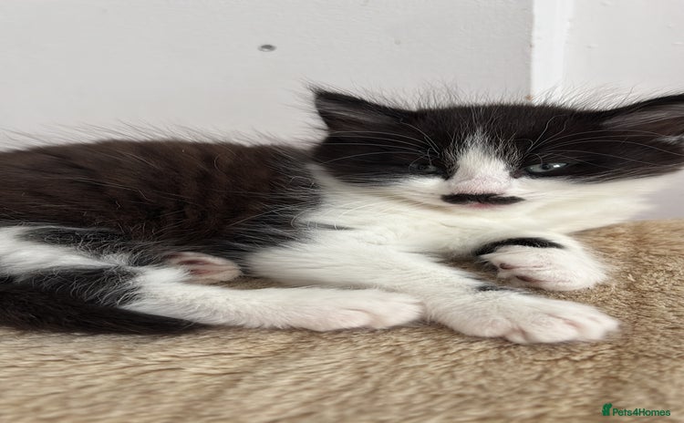 Mixed Breed cats - Advert 1