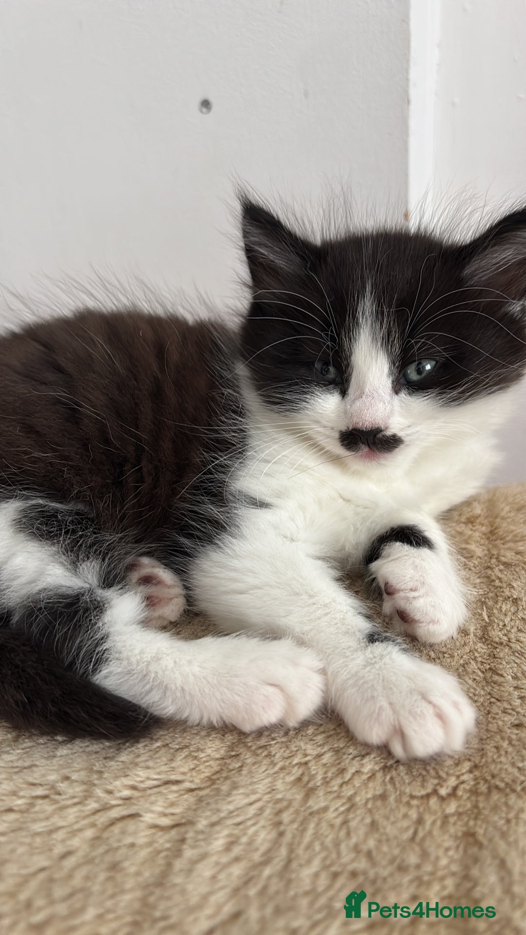 Mixed Breed cats for sale: Gorgeous fluffy kitten - Image 1