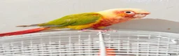 Conures birds for sale: Breeding pair of pineapple conures in Birmingham - Advert 3