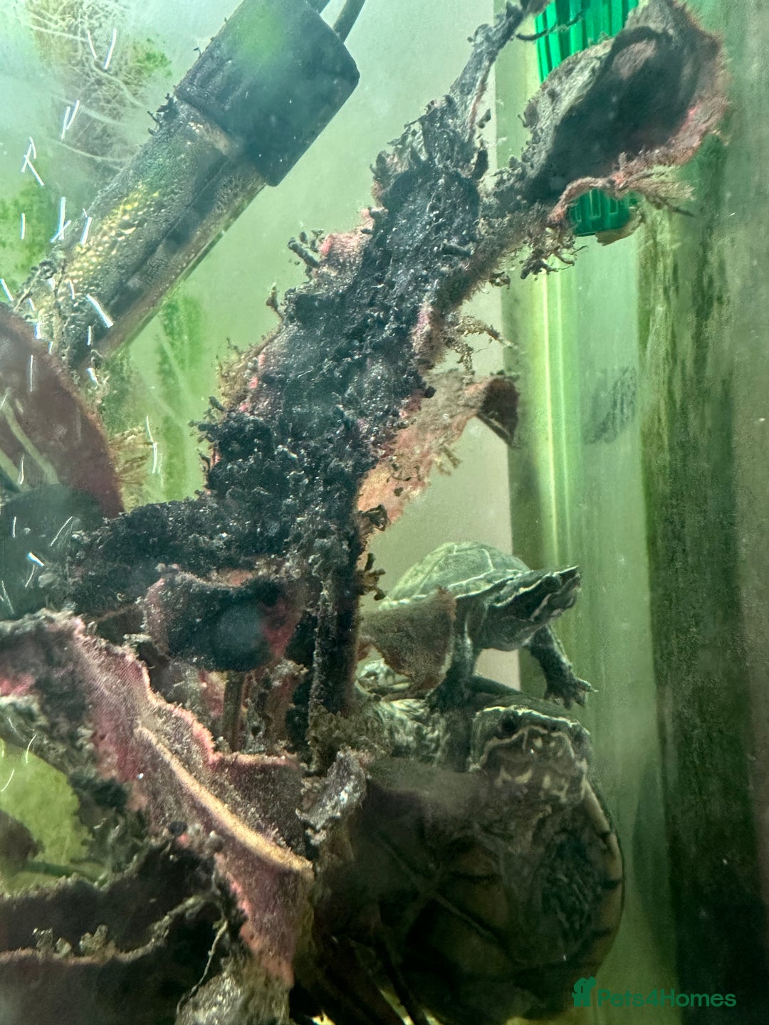 Turtle reptiles for sale: Musk turtle pair - Image 1
