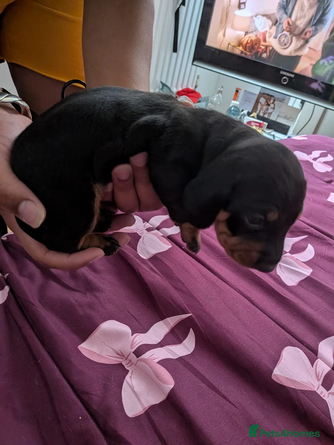 Miniature Dachshund dogs for sale: 2 beautiful dachshund pups  - Advert 1