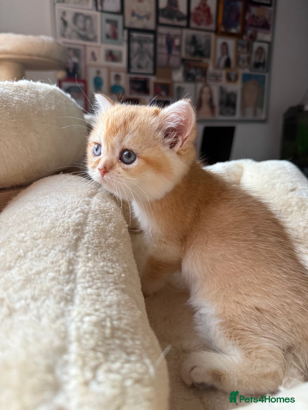 British Shorthair cats for sale: GCCF reg BSH Chocolate and Black Golden Kittens - Advert 23