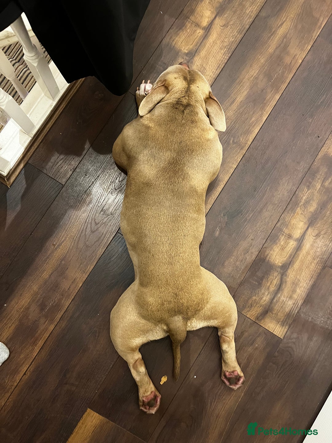 Mixed Breed dogs for sale: Loving, Loyal Boy Seeking his Forever Home  - Advert 4