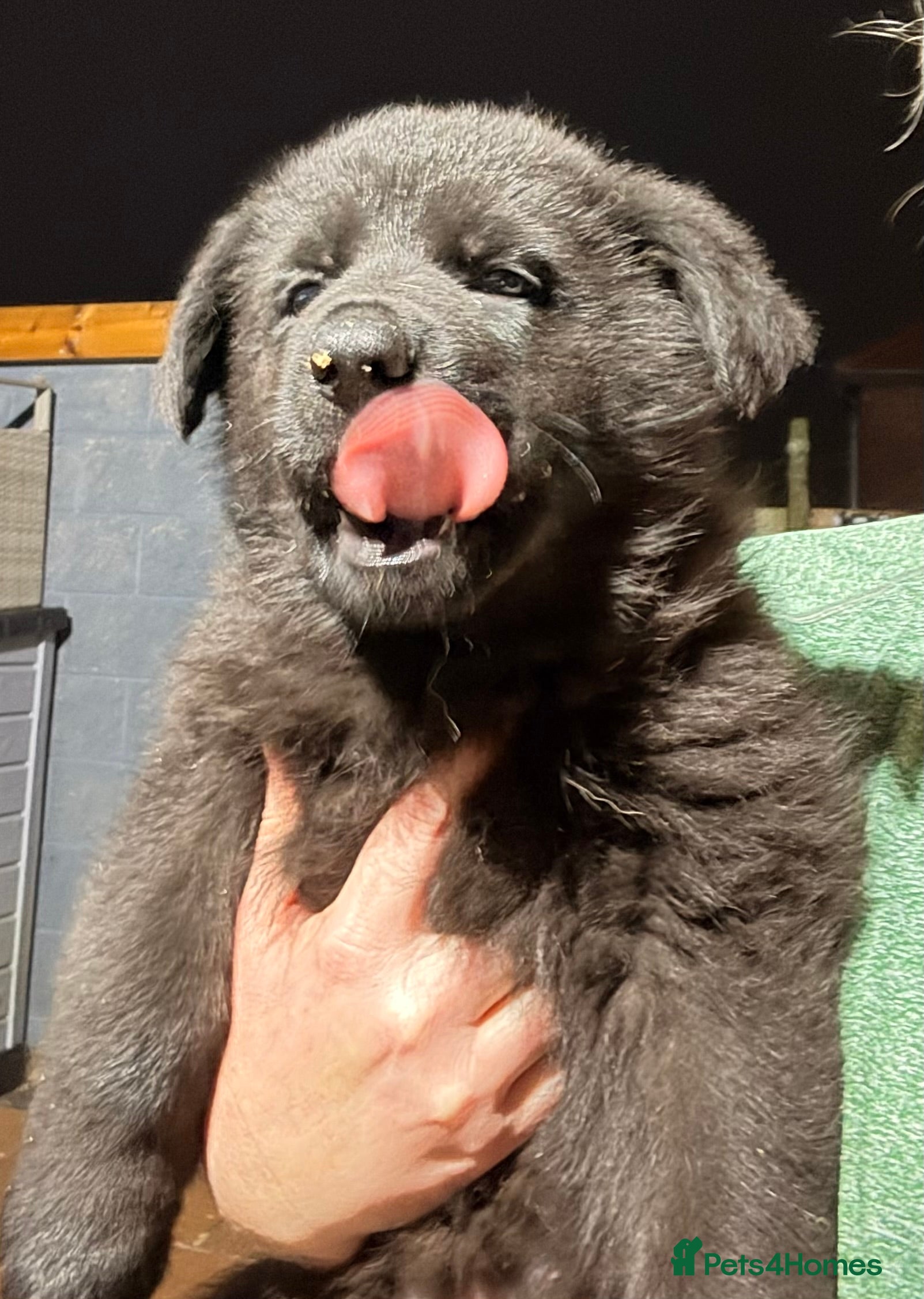 German Shepherd dogs Stunning German shepherds  - Advert 1