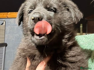 German Shepherd dogs Stunning German shepherds - Advert 1