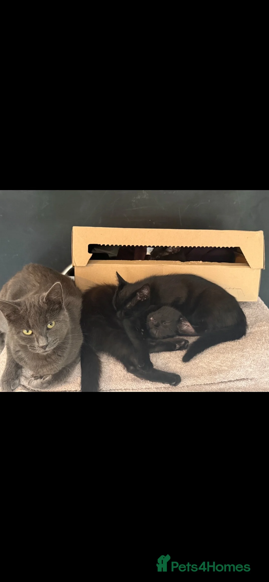 Mixed Breed cats for sale: six beautiful black kittens - Advert 7