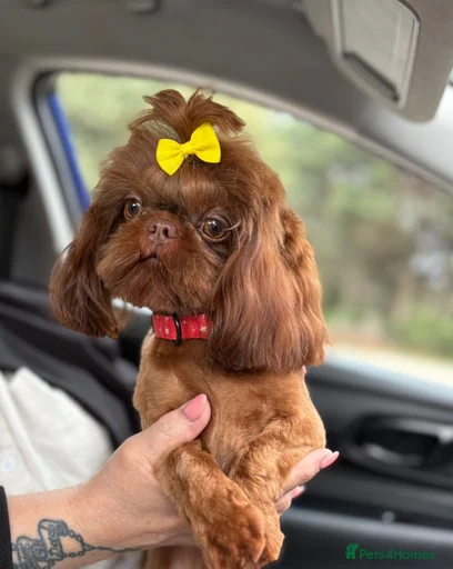 Gallery Image {{count}}